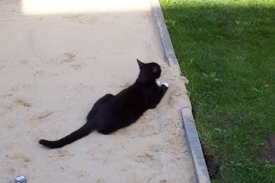 Felix im Sand