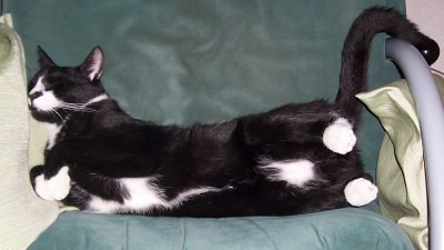 "Toter" Felix 1