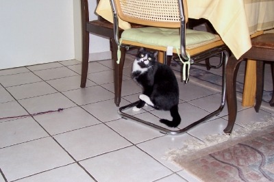 Kater unter Stuhl