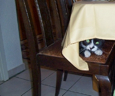 Kater unter Tischdecke