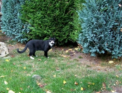 Felix vor Hecke