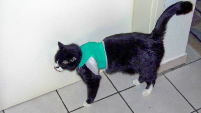 Felix_Weihnachten_2008