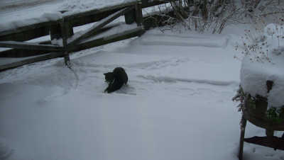 Felix im  Schnee