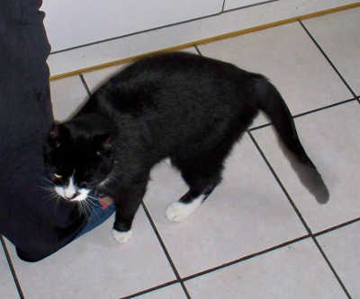 Felix beim Betteln