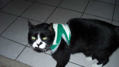 Felix mit Verband