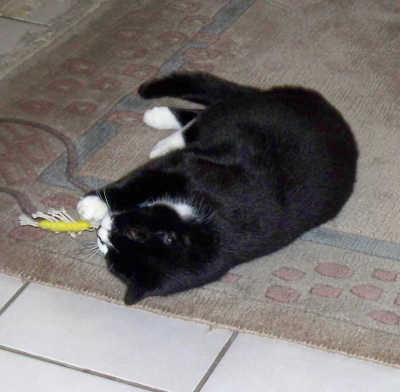 Felix beim Spielen