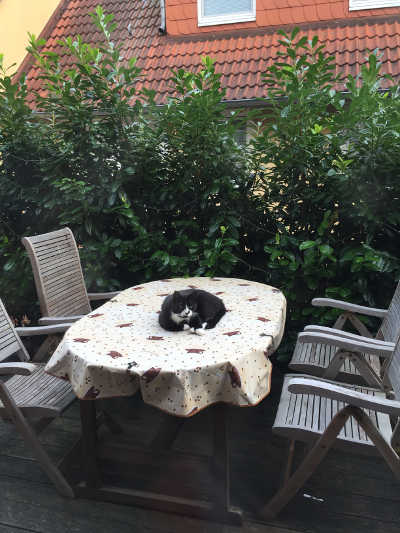 Felix auf Terrassentisch