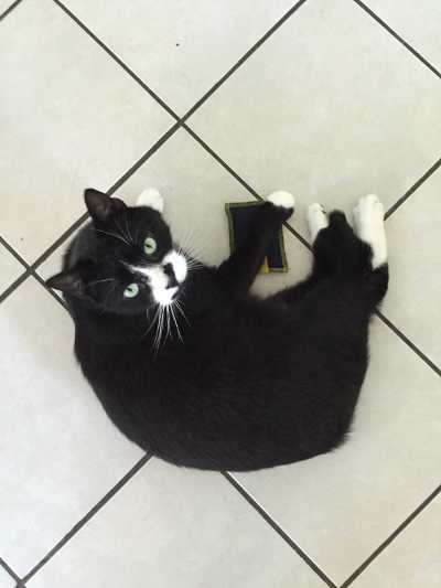 Felix nach dem Spielen
