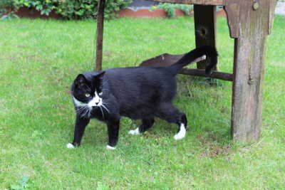 Felix im Garten