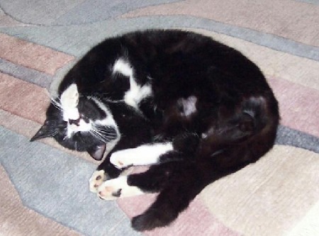 Felix2006_1