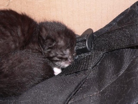 Katzenbabies